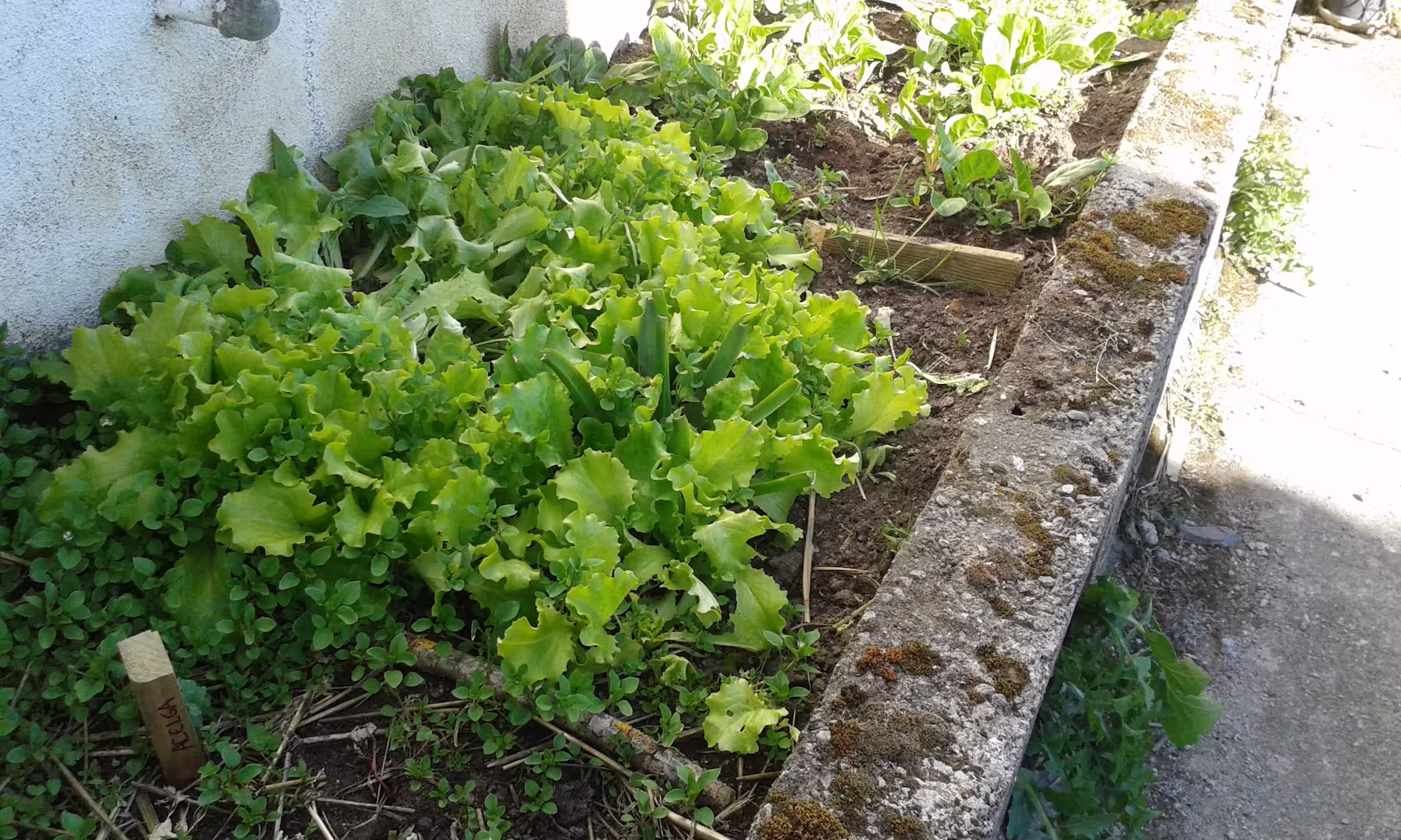 Huerta-Plantacion